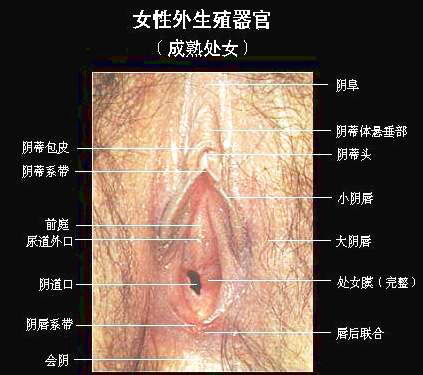 女人人体内部全图《女人外生值器全图《女人粉